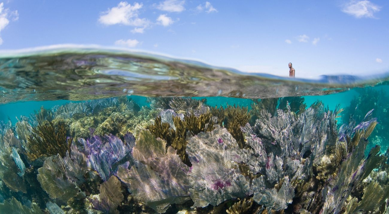 Gorgonians, blue sky and kayaker, Turneffe Atoll, Belize, Caribbean.