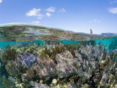 Gorgonians, blue sky and kayaker, Turneffe Atoll, Belize, Caribbean.