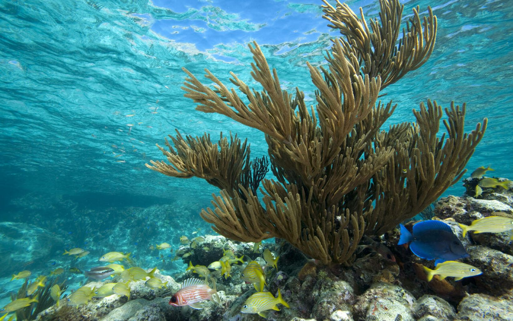 A variety of fish gather in the coral on a shallow reef.