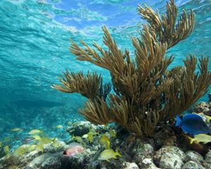 Snappers, squirrelfish, blue tang, and soft coral near the ocean surface.