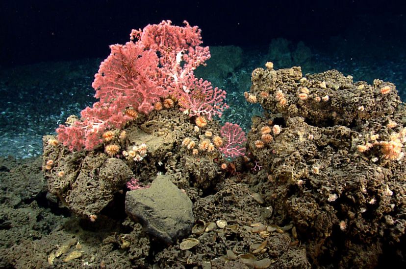 A fan of bright pink coral grows on a rocky outcrop on the Atlantic seafloor.