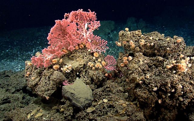 A fan of bright pink coral grows on a rocky outcrop on the Atlantic seafloor.