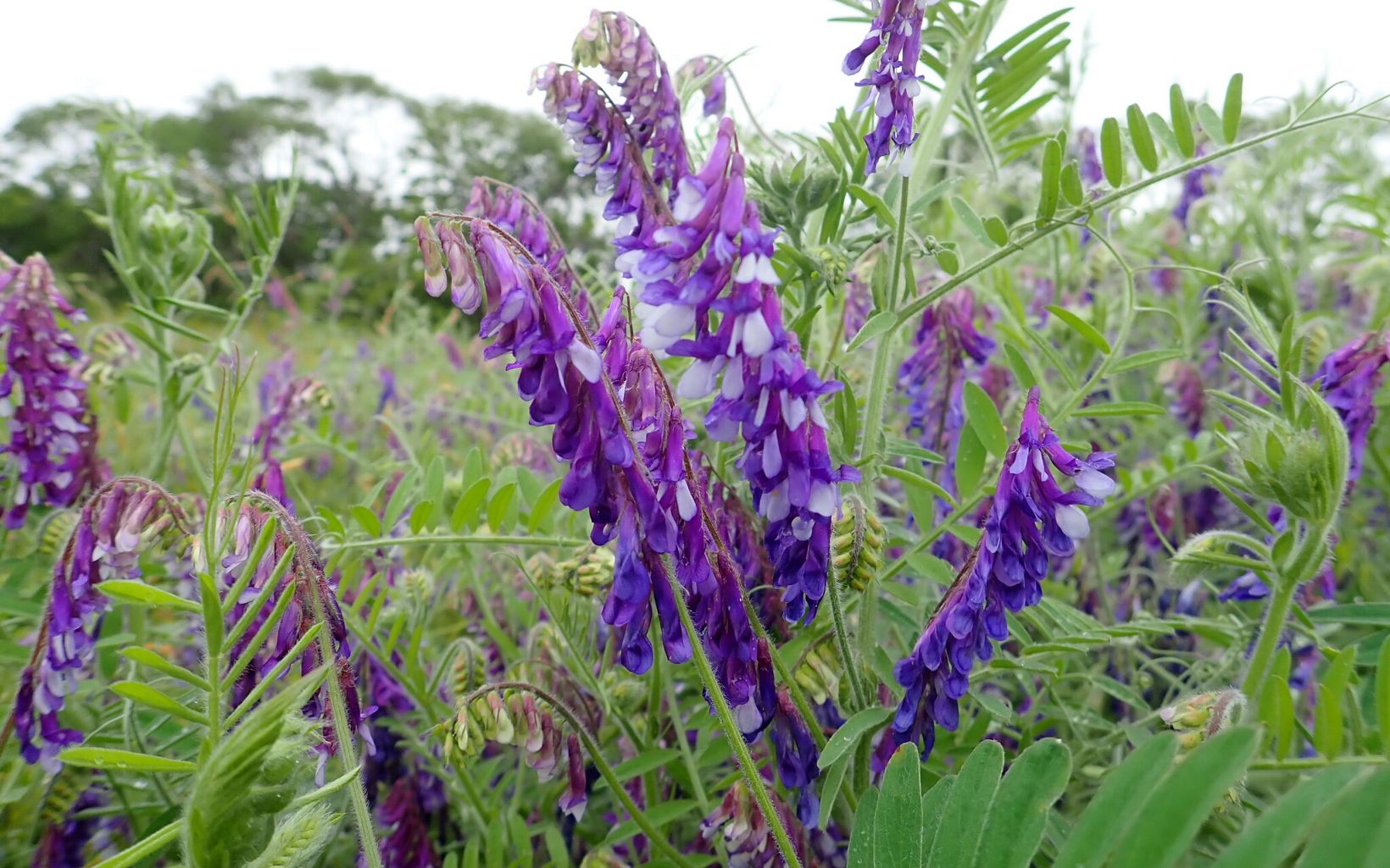 Bright purple flowers that hang down in rows up and down a long stem.