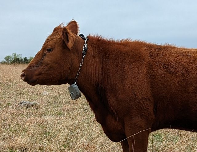 Photo of a brown cow with a virtual fencing device around its neck.