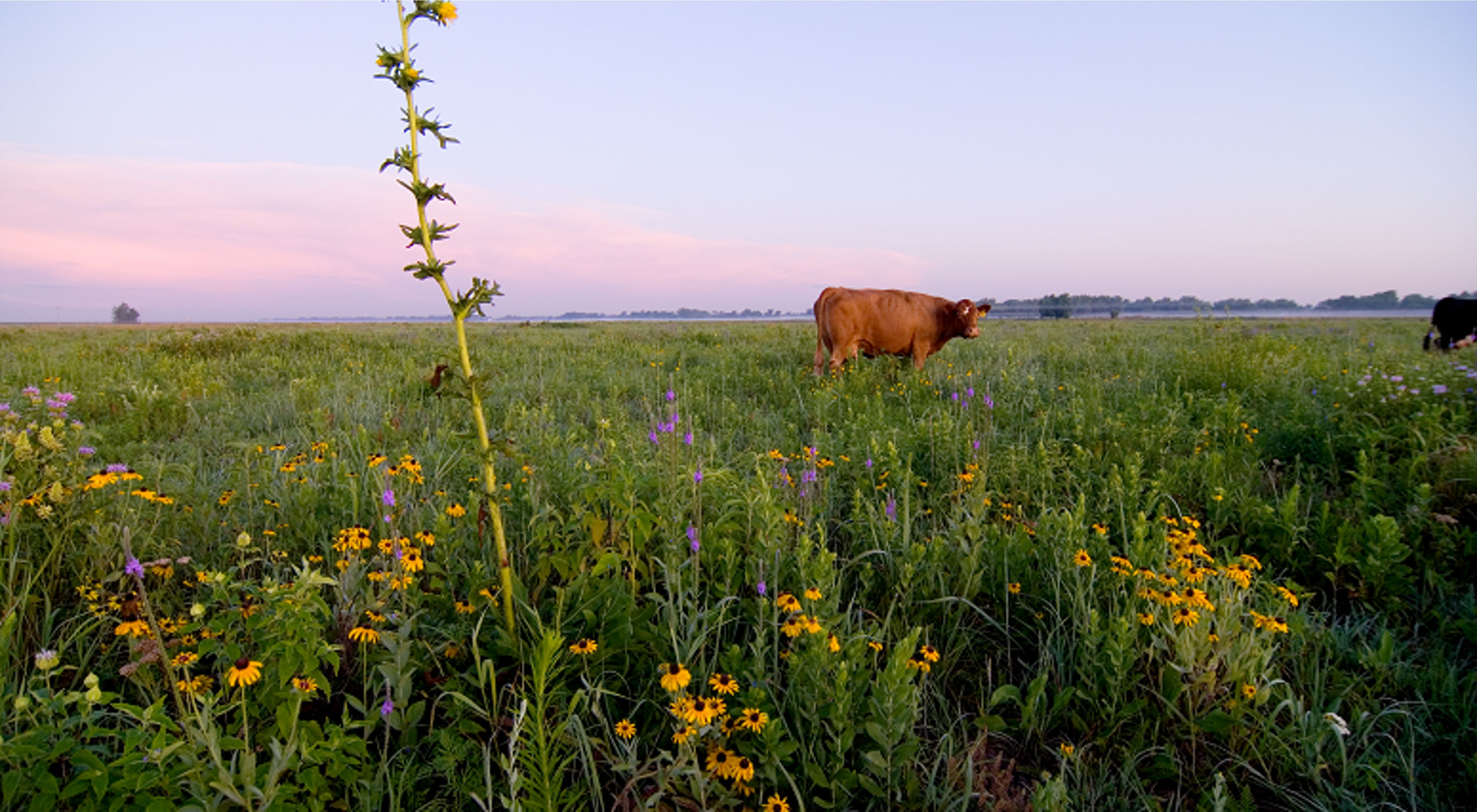 Large grazers are important to prairie health. 