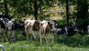 Dairy cows on field in Wisconsin.