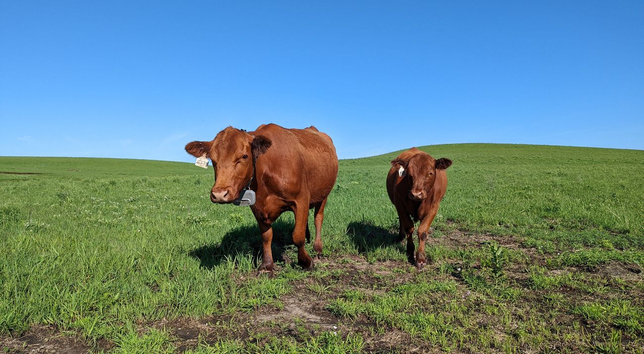 Two cows on a Kansas ranch that are wearing virtual fencing devices around their necks.