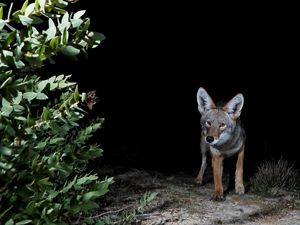 A coyote walks towards the camera along a sandy trail at night.