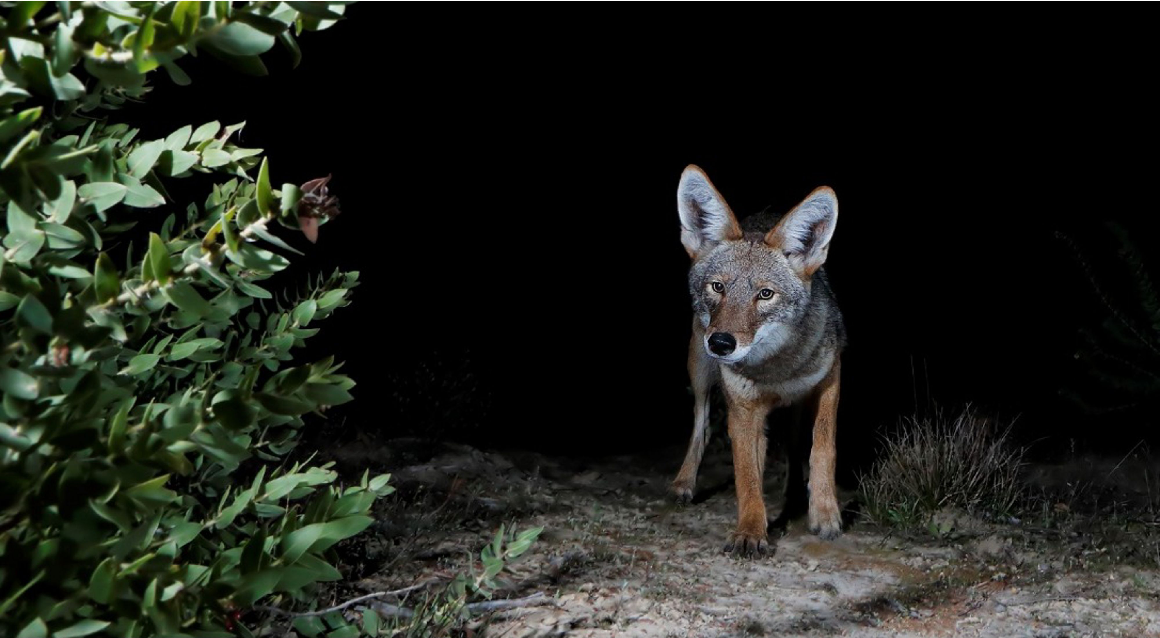 A coyote walks towards the camera on a sandy path in the dark.
