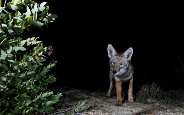 A coyote pup walks in the dark.