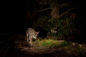 A camera trap photo of a coyote.
