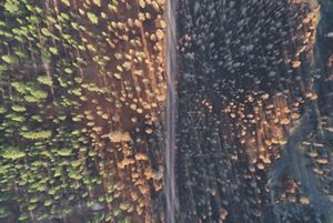 Impacts of the Bootleg Fire at Sycan Marsh Preserv varied widely between those areas previously treated with prescribed fire (left) and those without treatment (right).