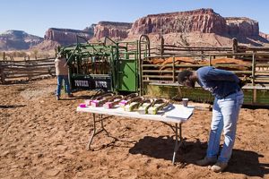 Two researchers conducting cattle research; one inspects cattle in a holding pen, and the other looks at a clipboard on a table.