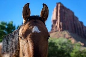 Closeup of the face of a brown horse looking straight at the camera at the Canyonlands Research Center.