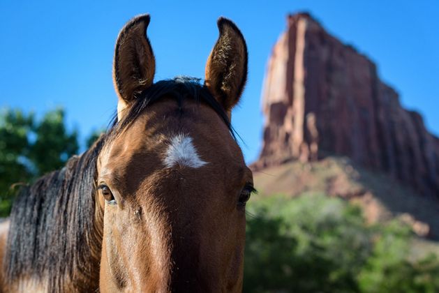 Top of horse's head in front of red rock formation.