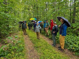 A large group of people wearing raincoats stand in the middle of green woods. A few people have umbrellas.