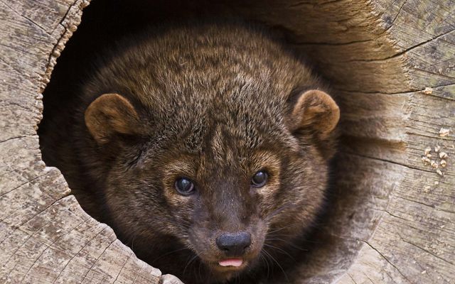 A fisher in a tree hole.