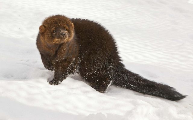 A fisher turning to camera in the snow.