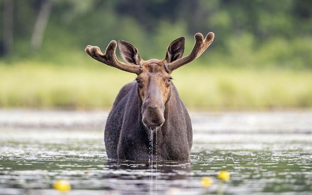 A moose half in water.