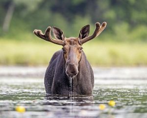 A bull moose stands in a river and faces the camera.