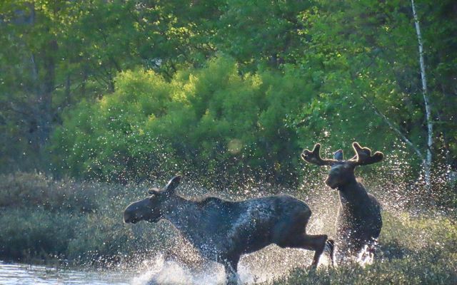 Two mooses running into a lake.