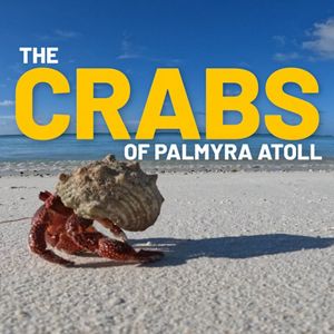 Crabs on Palmyra Atoll. 