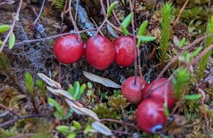 Closeup of red bog cranberries.