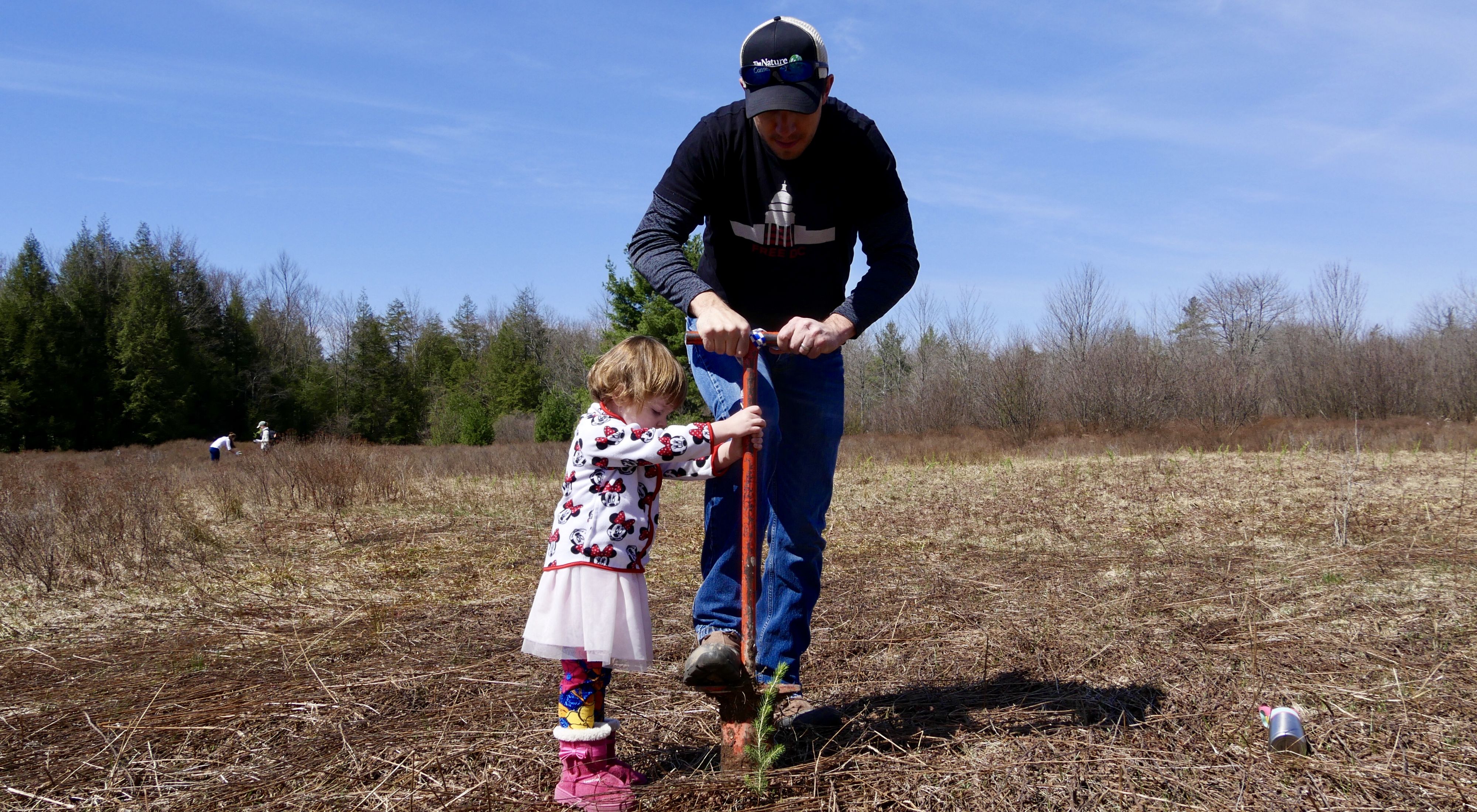 A man and toddler girl in a pink tutu use a long handled digging tool to plant a tree seedling. They are in an open field ringed by tall cedar trees.