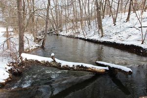 A wide creek flows between snow covered banks. Thin leafless trees crowd the banks growing down to the edge of the water.
