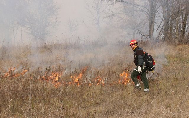 A man in protective fire clothing and wearing an orange safety helmet uses a drip torch to light dry, brown grasses on fire.
