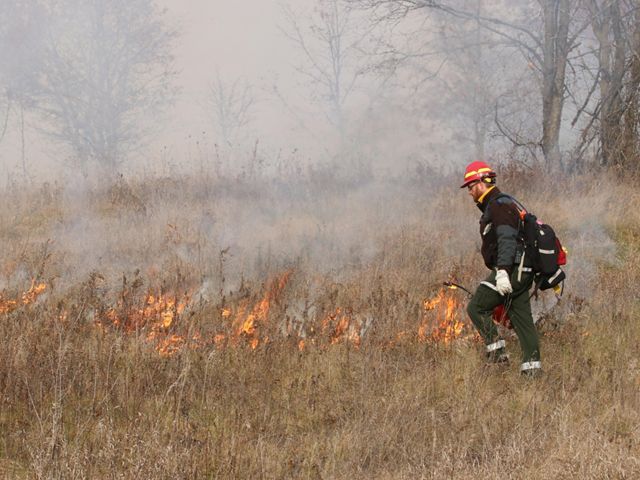 A man in protective fire clothing and wearing an orange safety helmet uses a drip torch to light dry, brown grasses on fire.