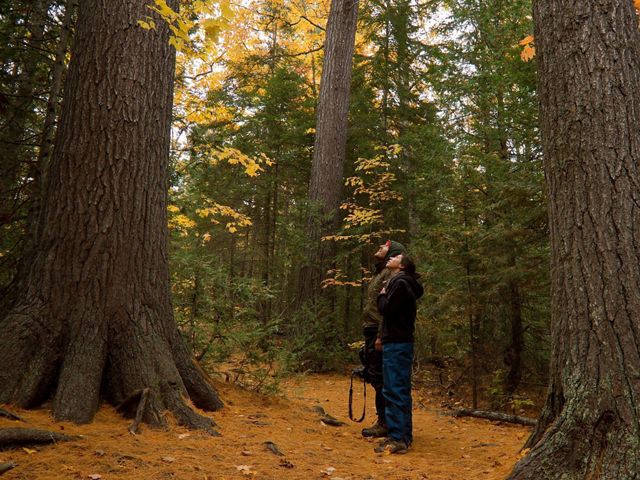 Two people hiking in a forest in autumn.