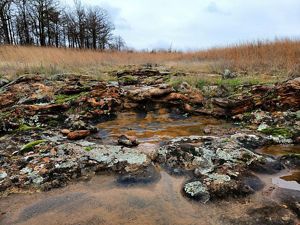 Mossy rock formation containing a shallow pool of water.