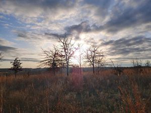 The winter sun sets over a clump of trees.