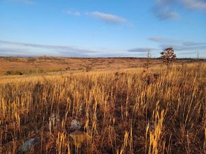 Yellow and golden grasses sway in the breeze, framed by a blue sky and a few thin clouds.