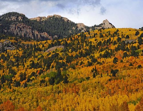 A mountainside covered in pine trees and fall foliage.