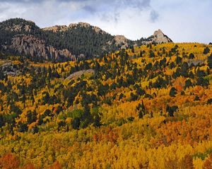 A mountainside covered in pine trees and fall foliage.