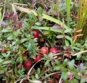 Red berries grow within thick foliage.