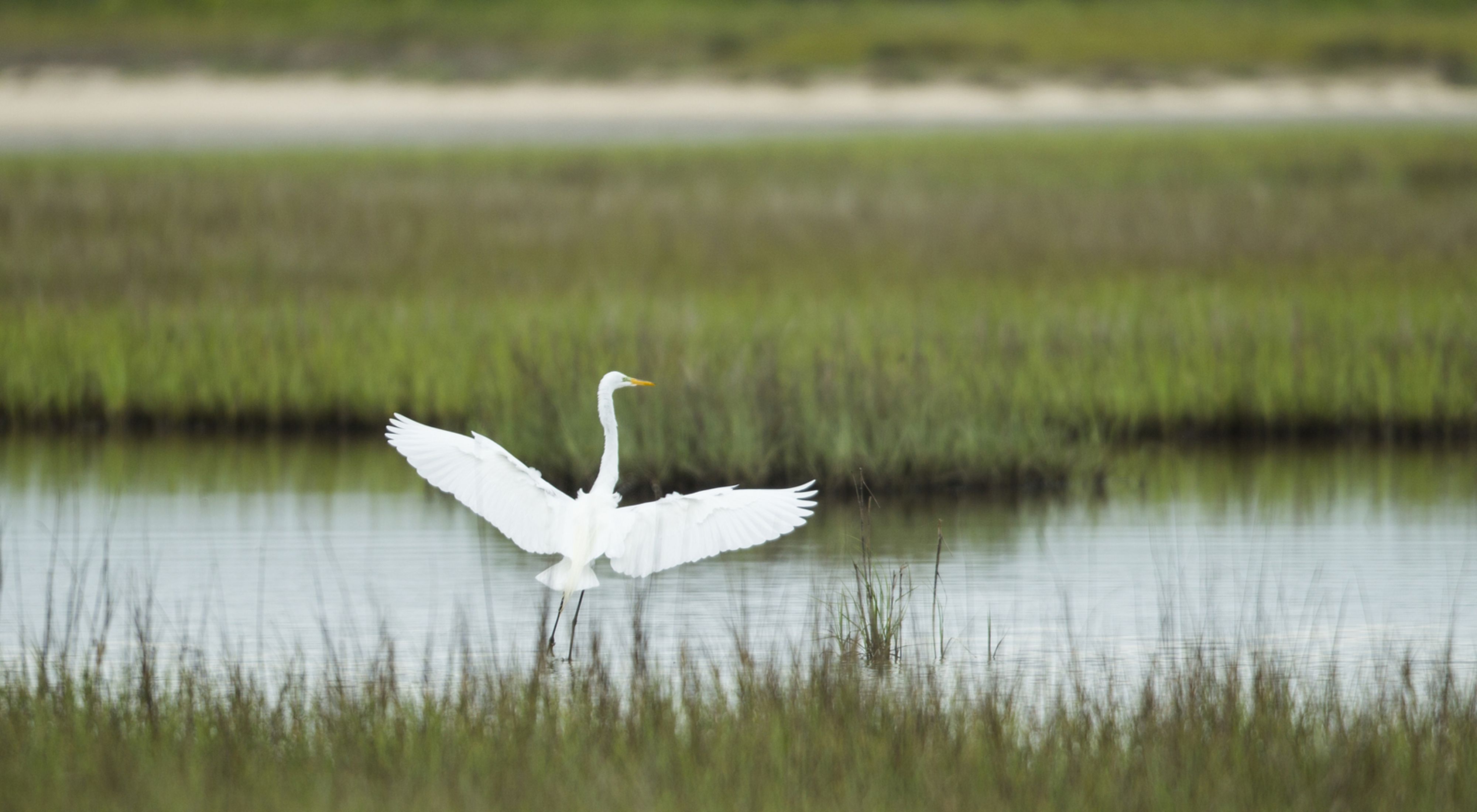 A large white birds spreads its wings while skimming across water surrounded by grasses.