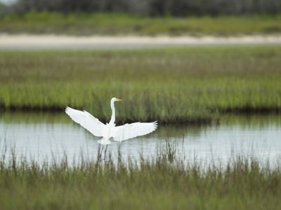 A white bird takes flight over a marsh with green grass.