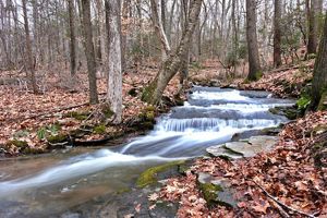 A creek flows through a wooded landscape.