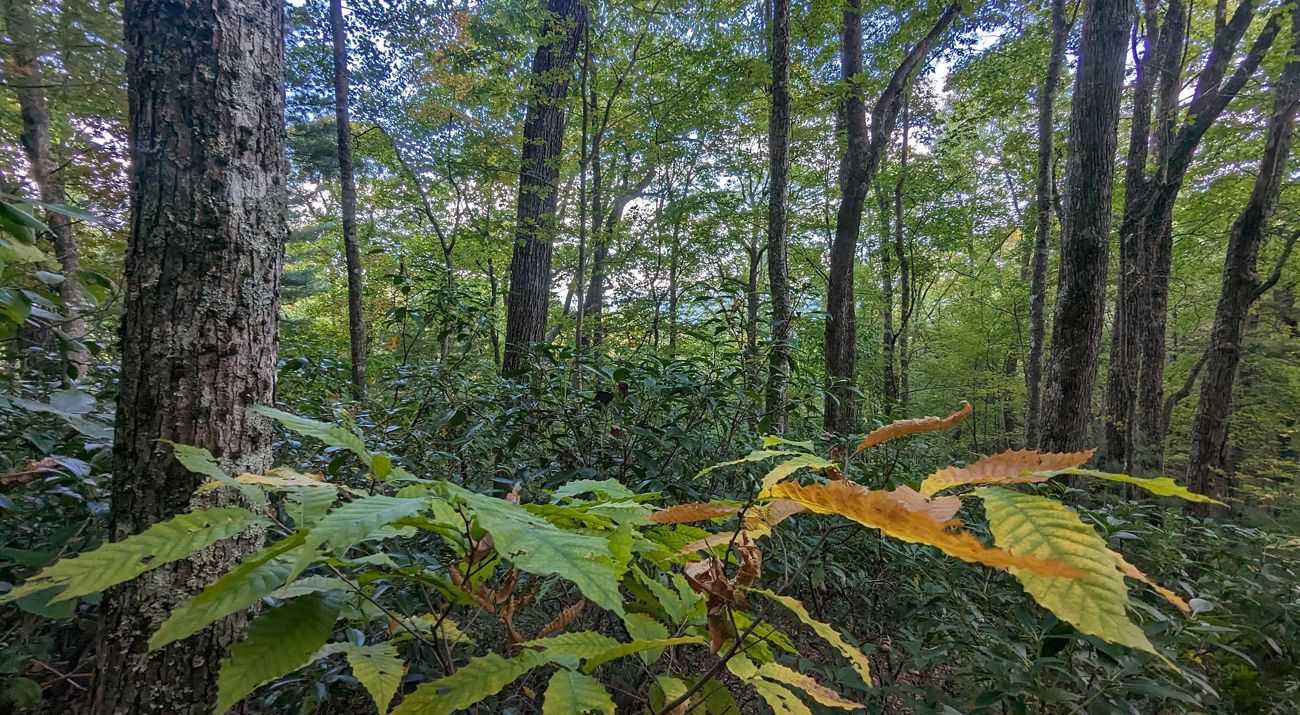 A dense forest provides small glimpses of a bright blue sky.
