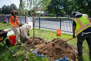 Three people move dirt to plant a young tree.