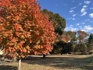 A tree with bright red leaves stands out in a park.