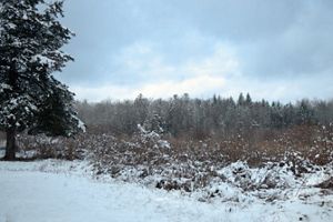 Snow-covered landscape with trees and a cloudy sky.