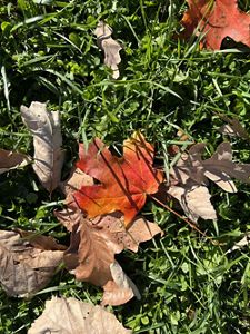 Autumn leaves scattered on green grass, featuring a mix of red and brown colors under bright sunlight.