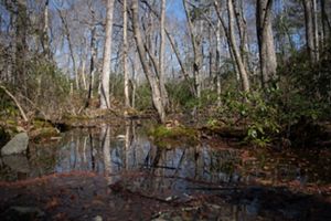 A tranquil woodland features a reflective pond surrounded by bare trees and dense undergrowth. The blue sky is visible through the tree branches.