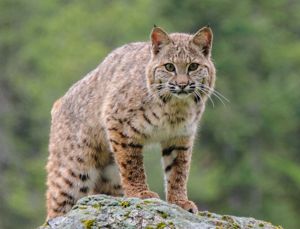 Adult bobcat on a rock. 