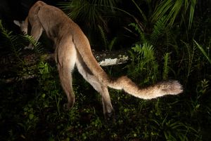 gran pantera sobre un tronco, caras lejos de la cámara
