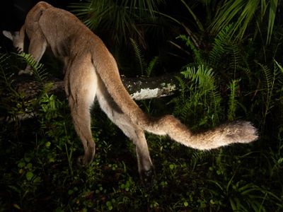 gran pantera sobre un tronco, caras lejos de la cámara